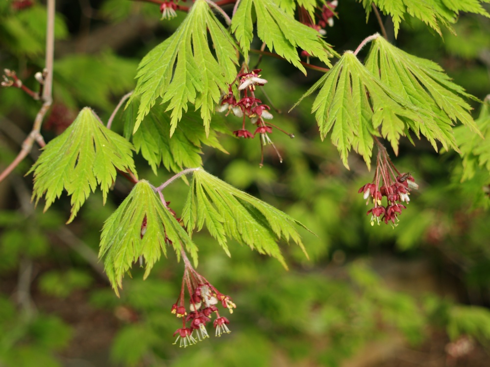 New leaves and flowers on Fern Leaf Japanese maple