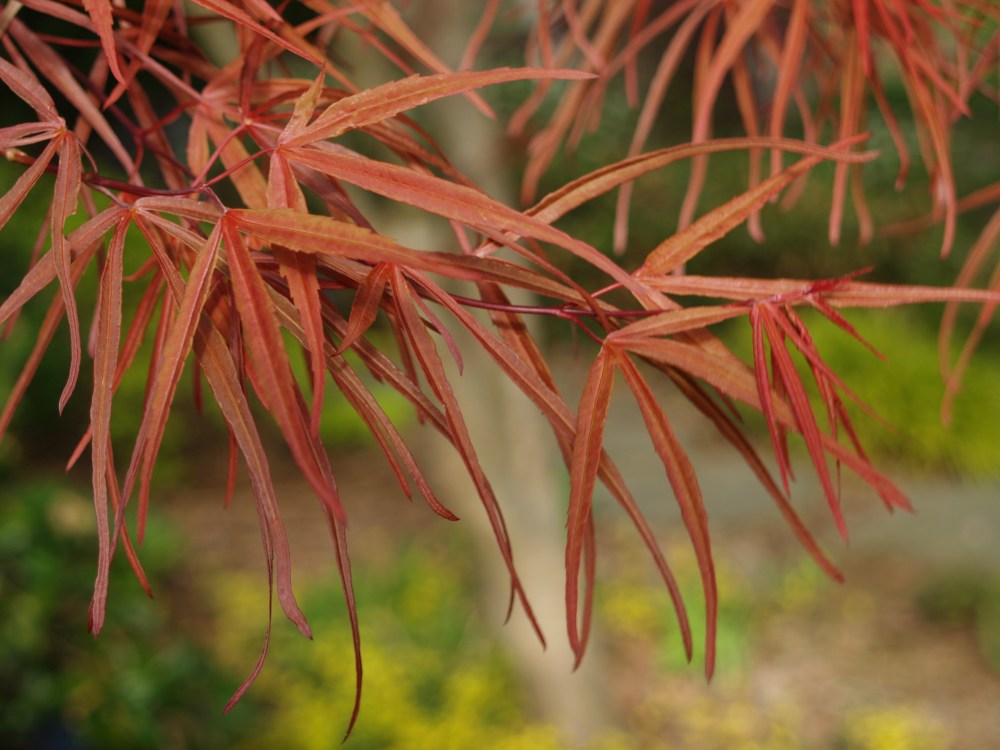 Linearolobum Japanese maple