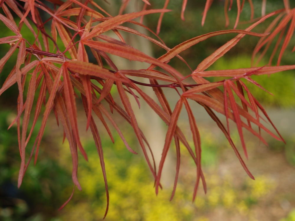 Red leafed Scolopendrifolium Japanese maple