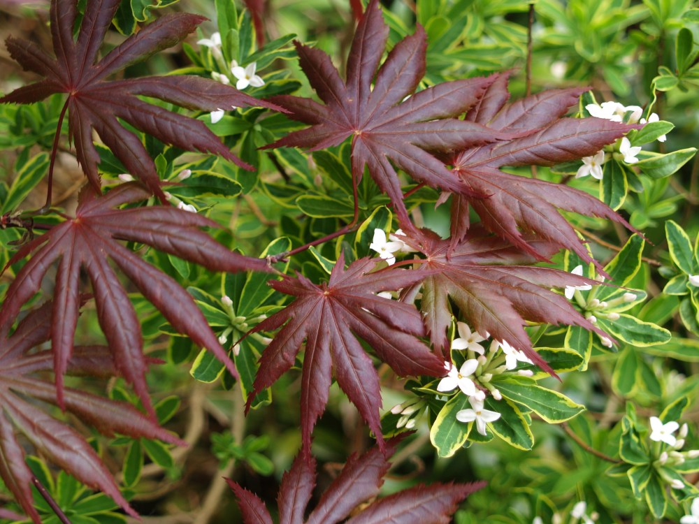 Carol Mackie daphne and Japanese maple