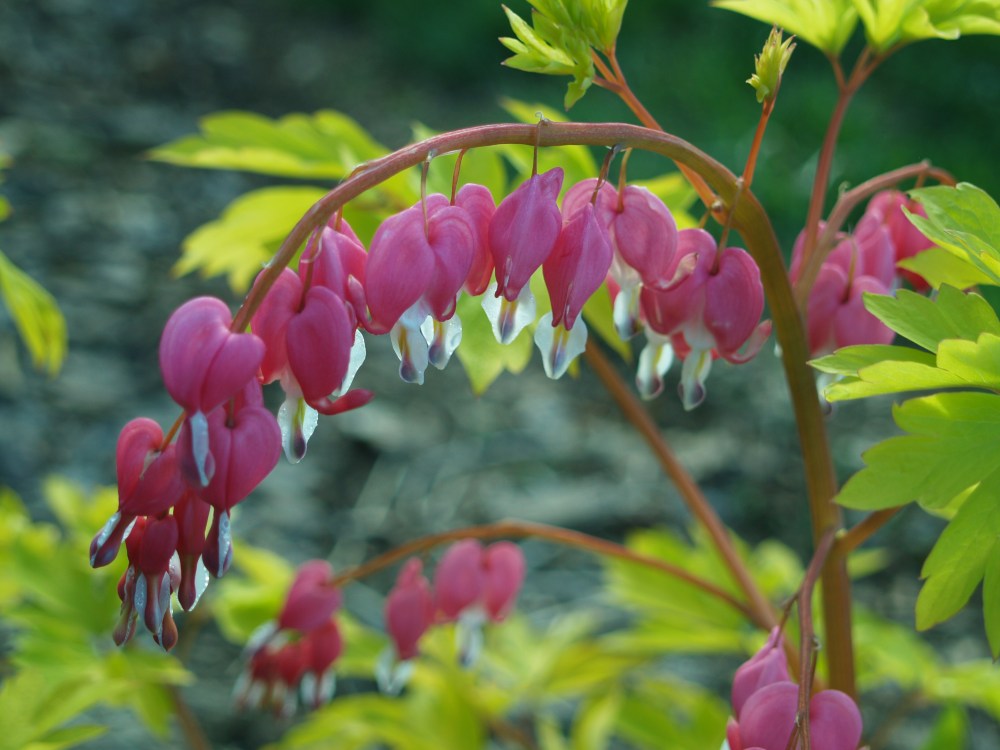 Gold Heart bleeding heart