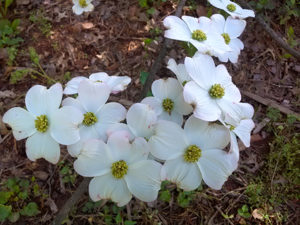 Dogwood in early May