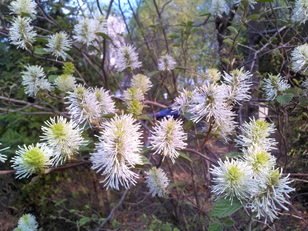 Fothergilla in early May