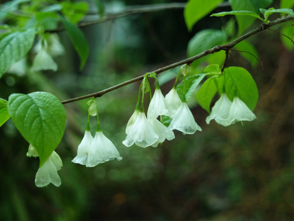 Carolina silverbell in early May