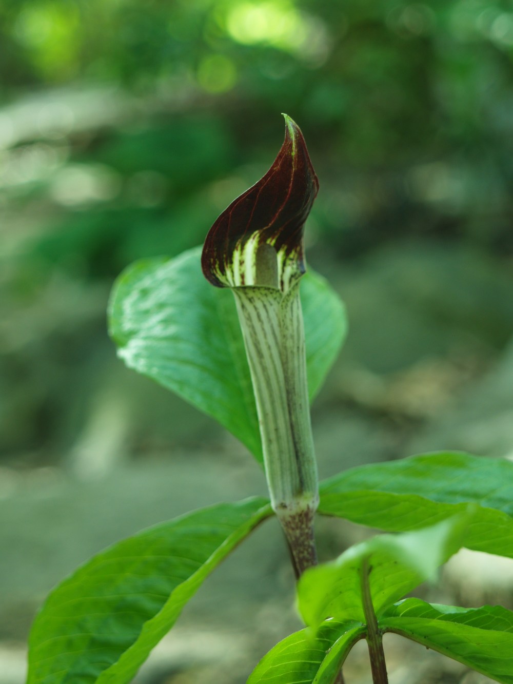 Jack in the pulpit