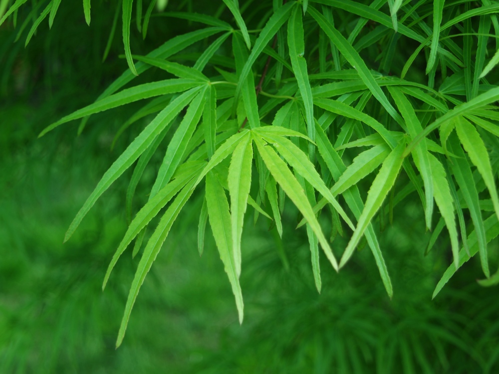 Green leafed Scolopendrifolium Japanese maple