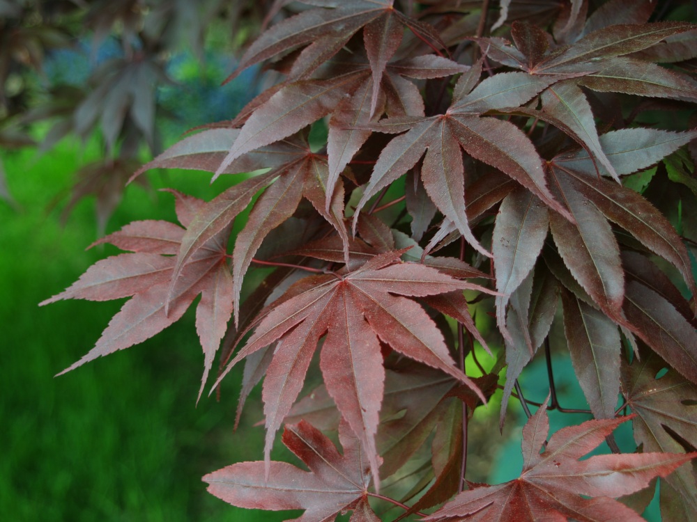 Bloodgood Japanese maple is a common upright growing tree with dark foliage.