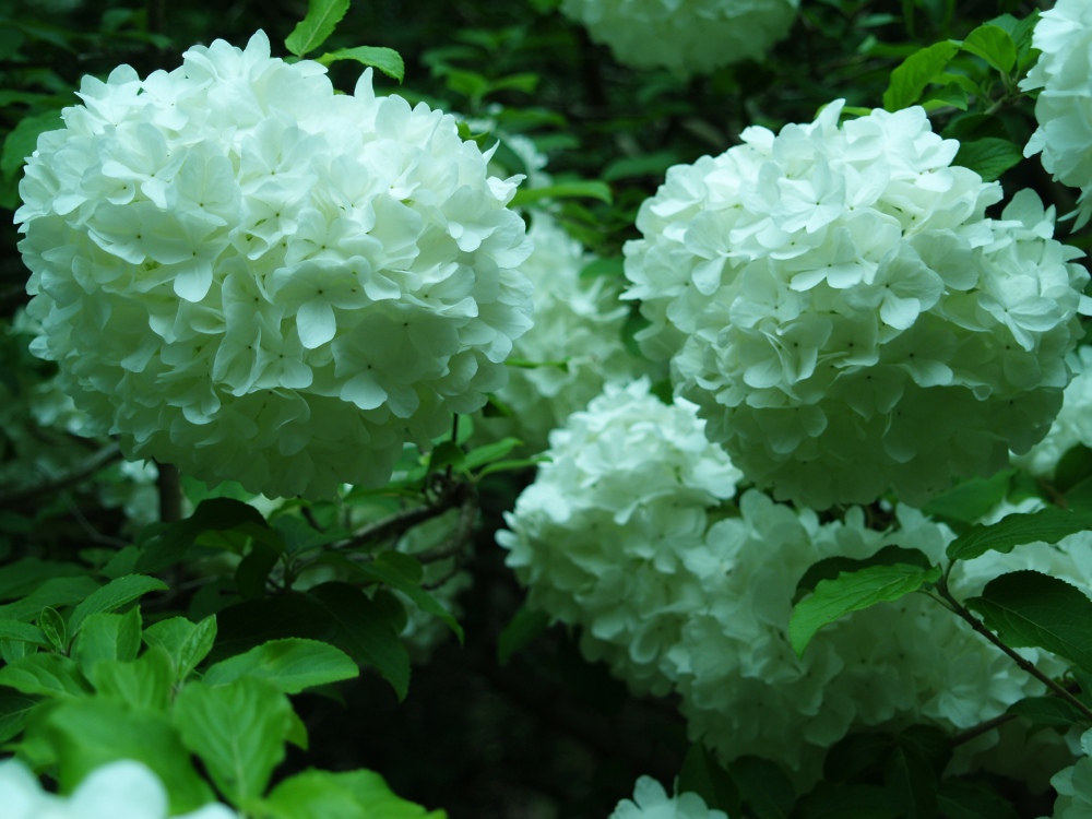 Chinese snowball viburnum in early May