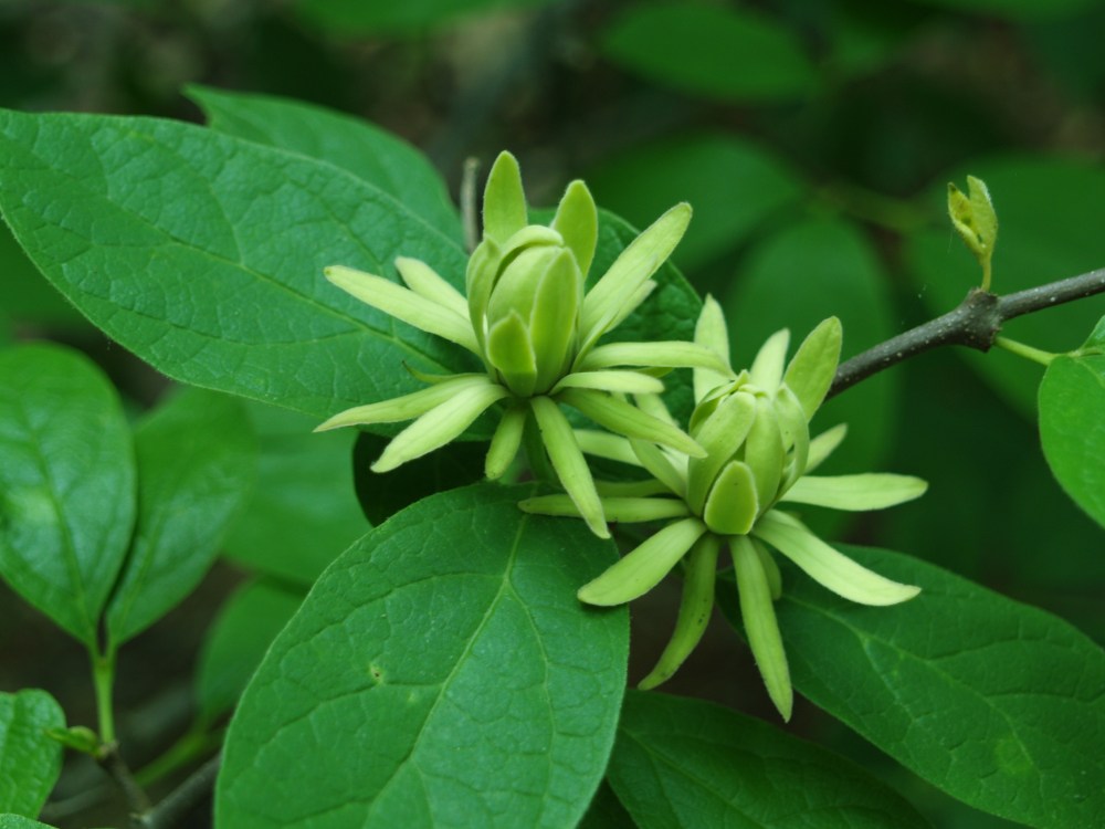 Athens sweetshrub flowers in full sun or part shade