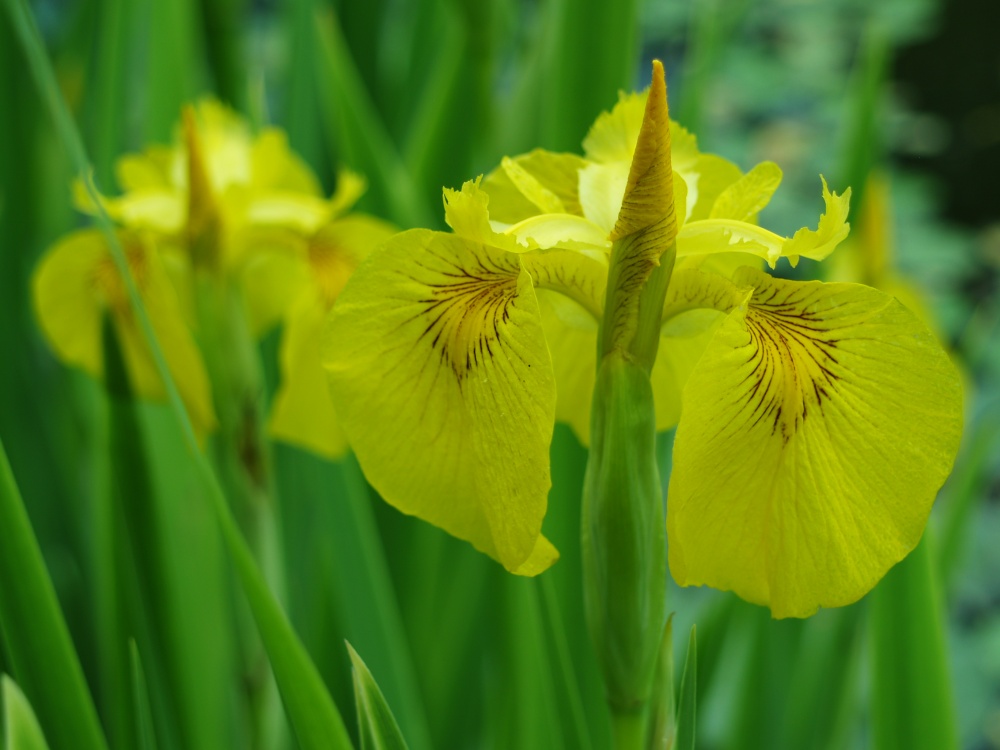 Yellow flag iris in mid May
