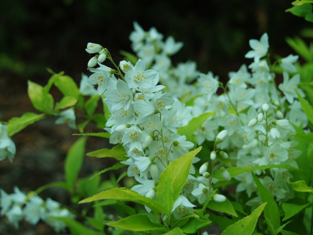 Chardonnay Pearls deutzia