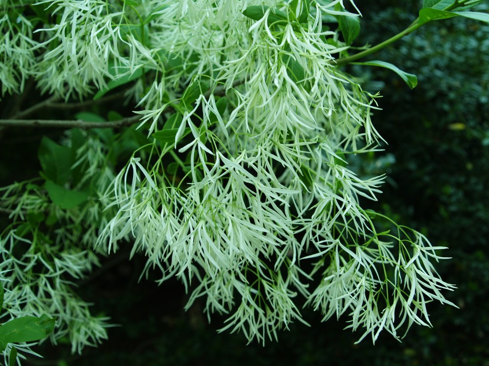 Fringetree in mid May