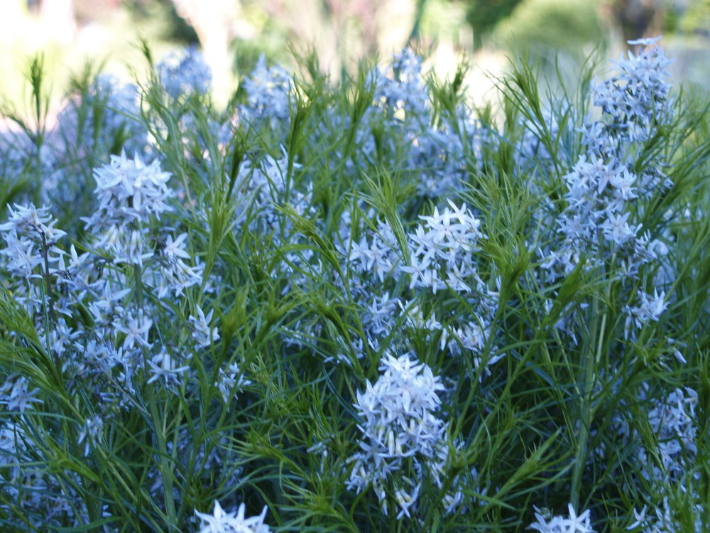 Blue star in late May