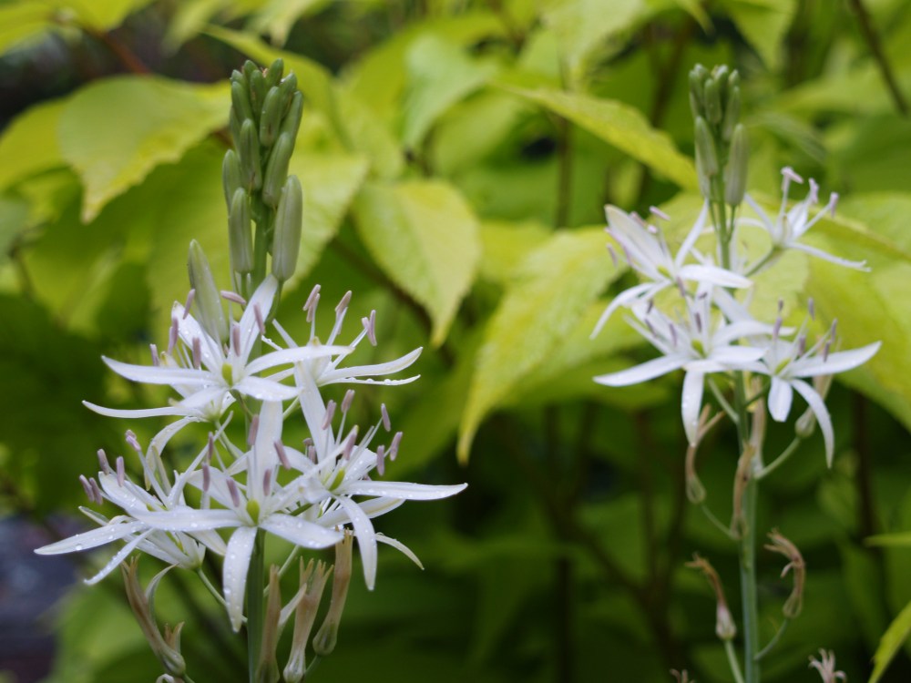 Camassia growing through Sun King aralia