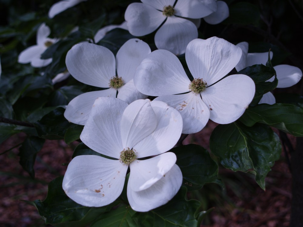 Venus dogwoood, with abundant blooms as large as your hand