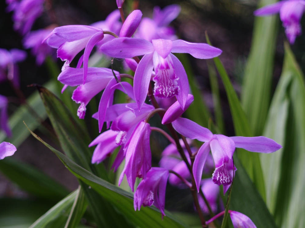 Ground orchids spread dependably if give a bit of sunlight and well drained soil