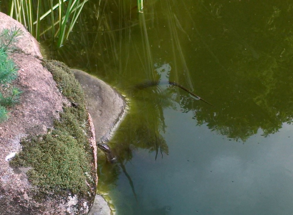 Snake in koi pond