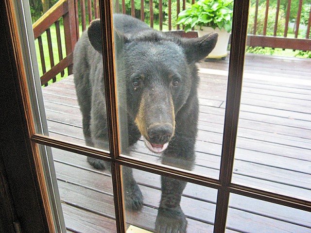 Another photo of the bear in the neighborhood. 