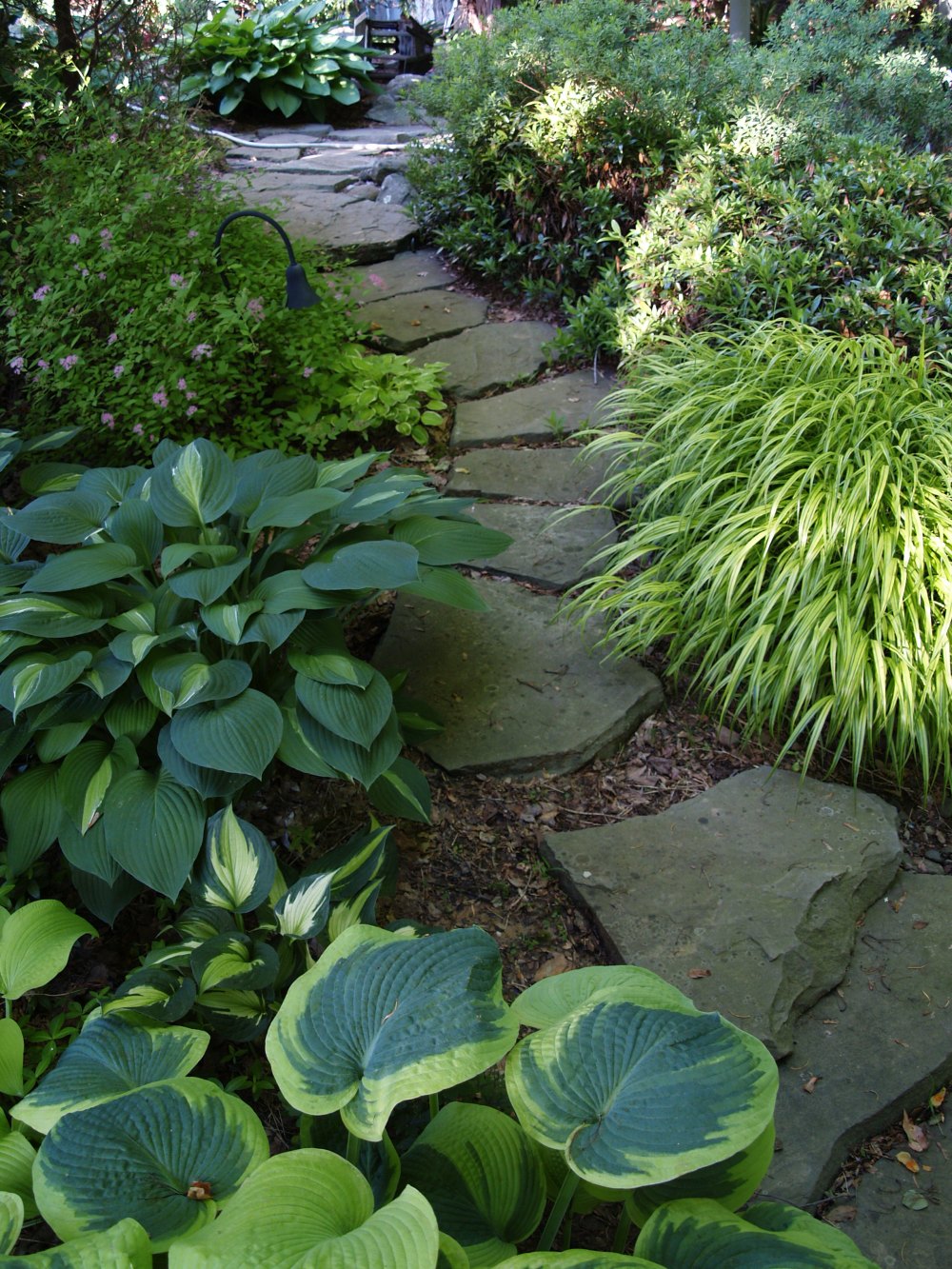 Hostas and Forest grass