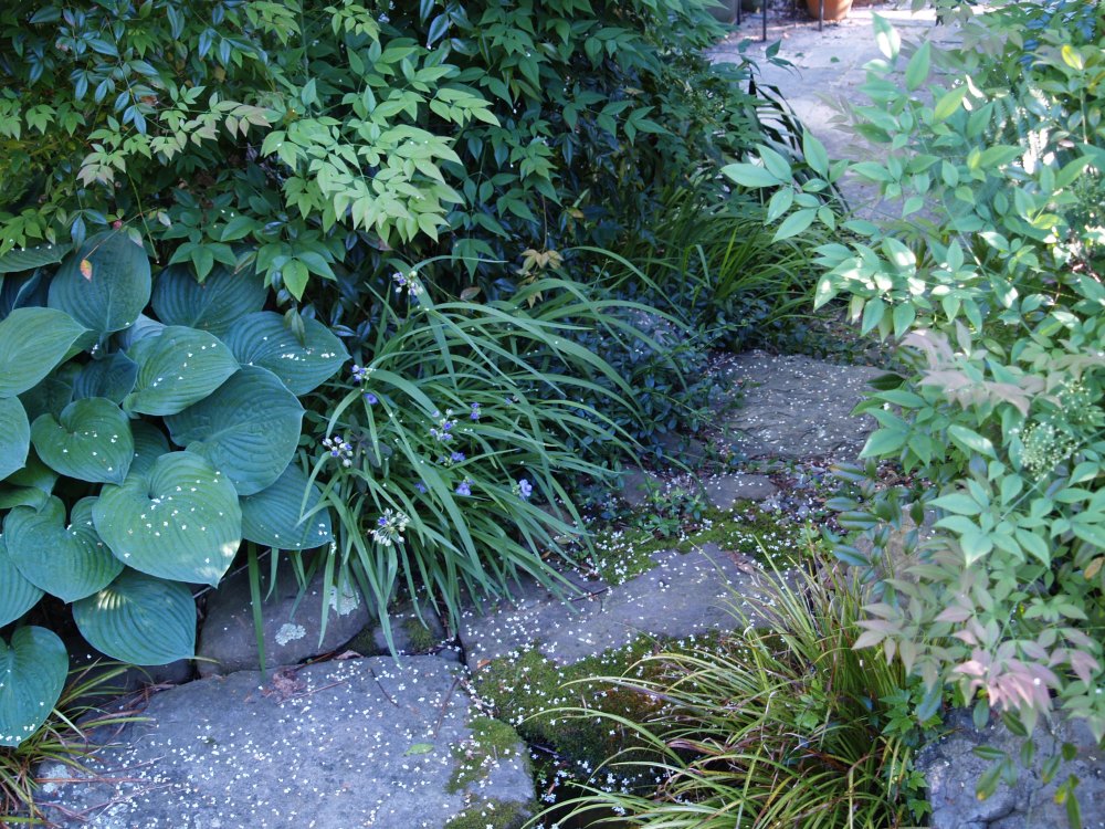 Hosta and nandina along a path