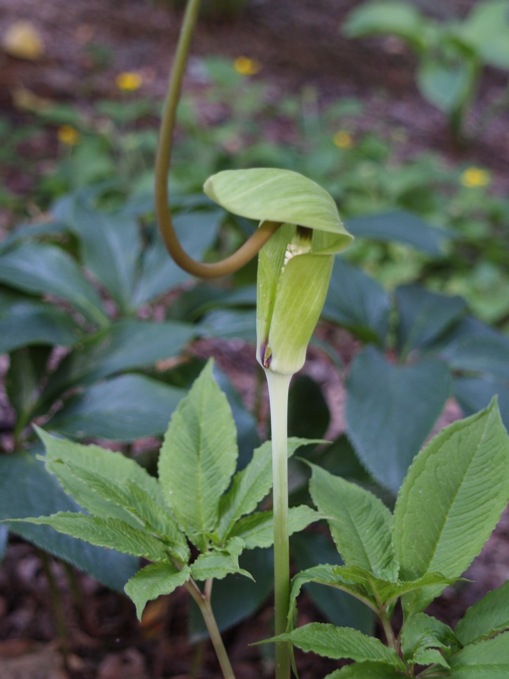 jack in the pulpit in early June
