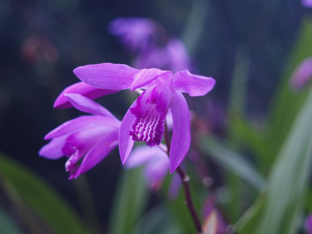 Bletilla striata in early June
