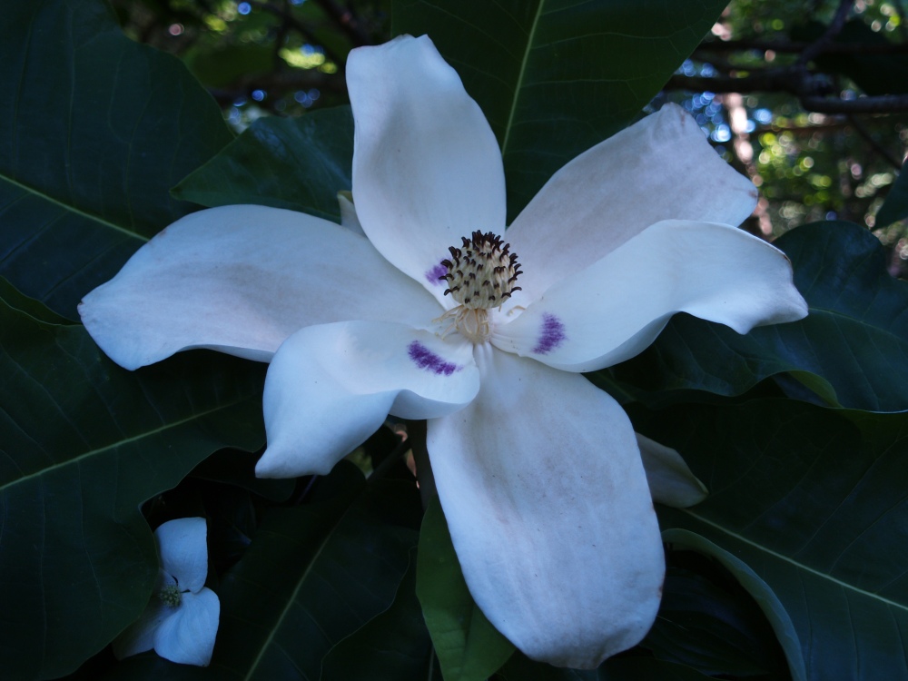 Bigleaf magnolia flower