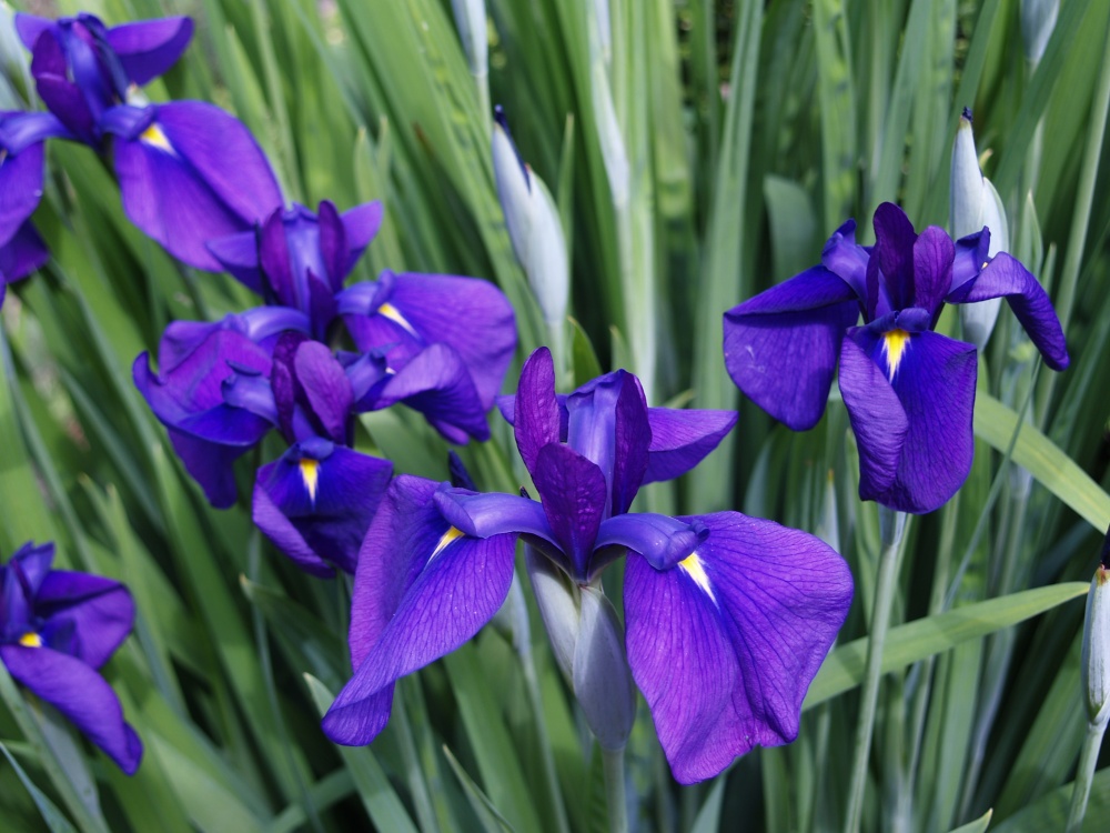 Japanese iris seedling