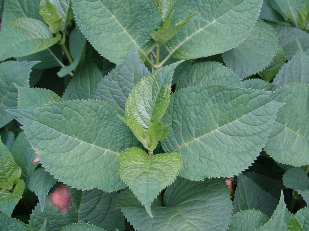 Healthy mophead hydrangea but no flower buds in June