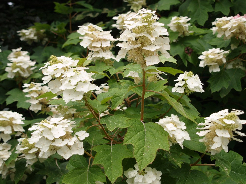 Abundant blooms on oakleaf hydrangea in late June