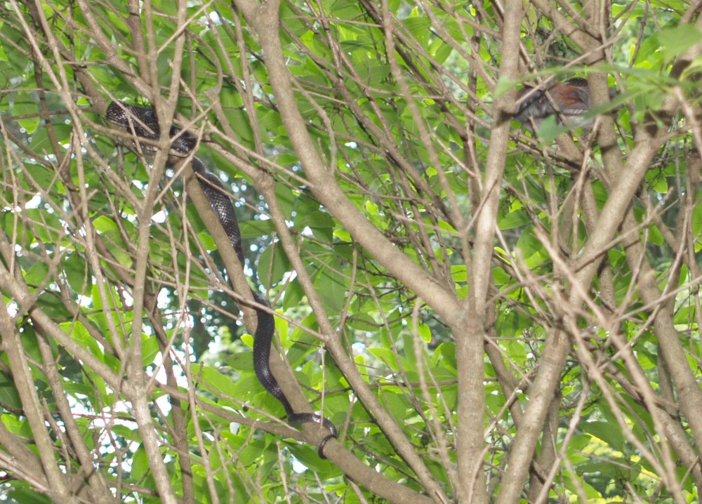 Black snake in fringetree