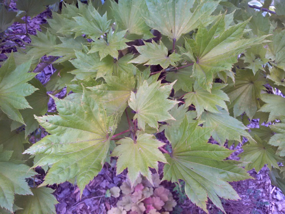 Golden Full Moon maple