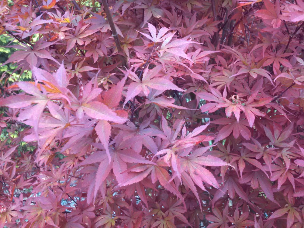 Skeeter's Broom Japanese maple in July