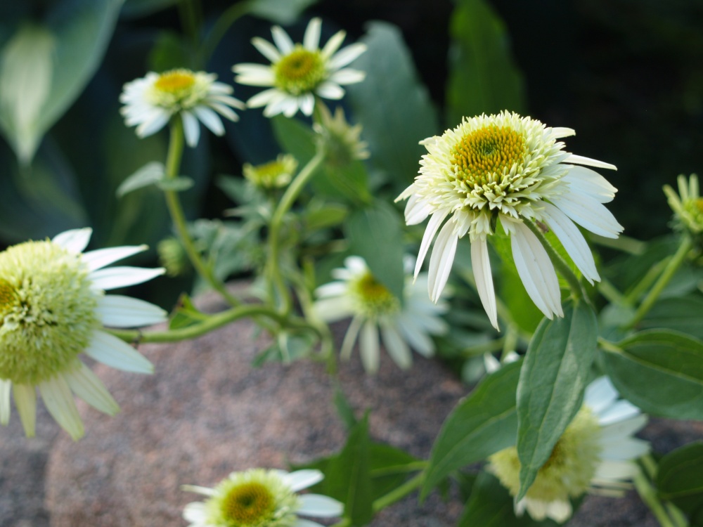 Coconut Lime tolerates neglect - one of few coneflowers to survive in the garden