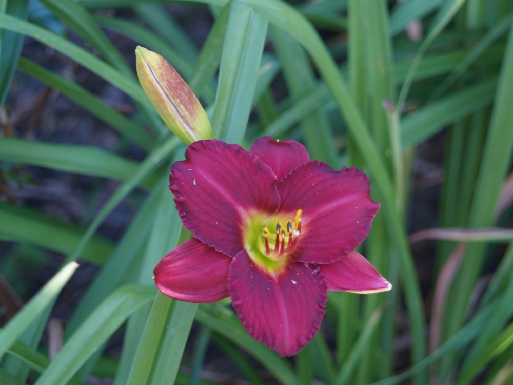 Daylilies can be difficult to kill - but I've done it 