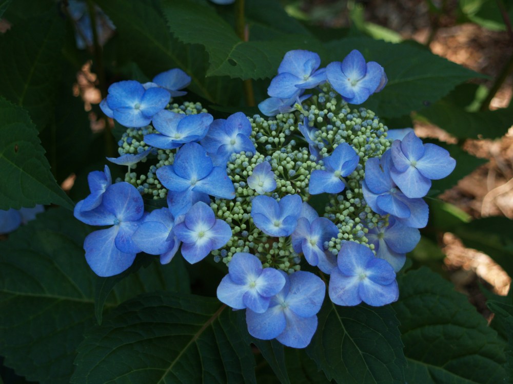 Twist n 'Shout hydrangea in early July