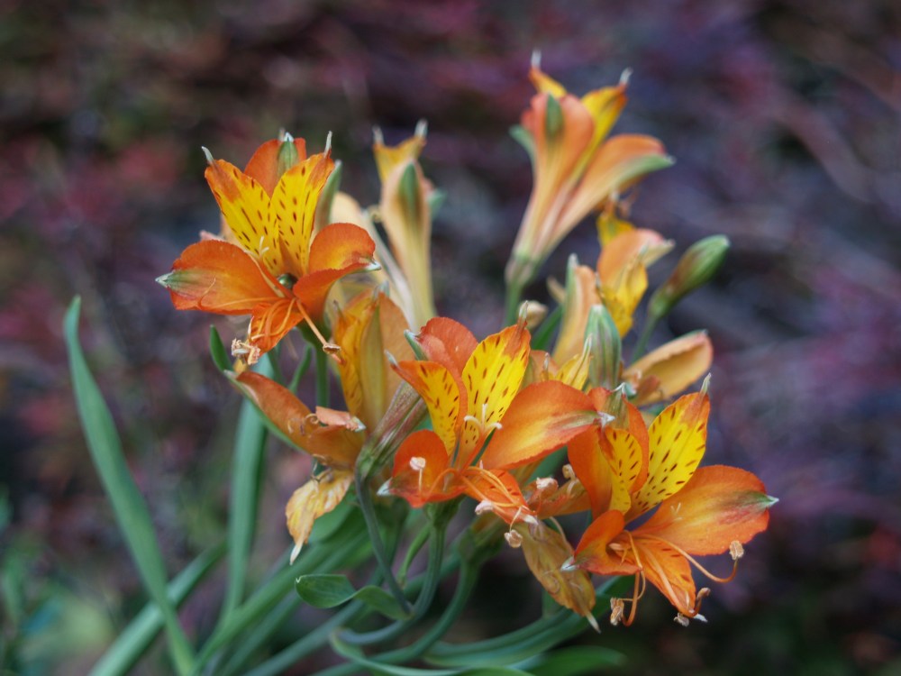 Alstromeria in July