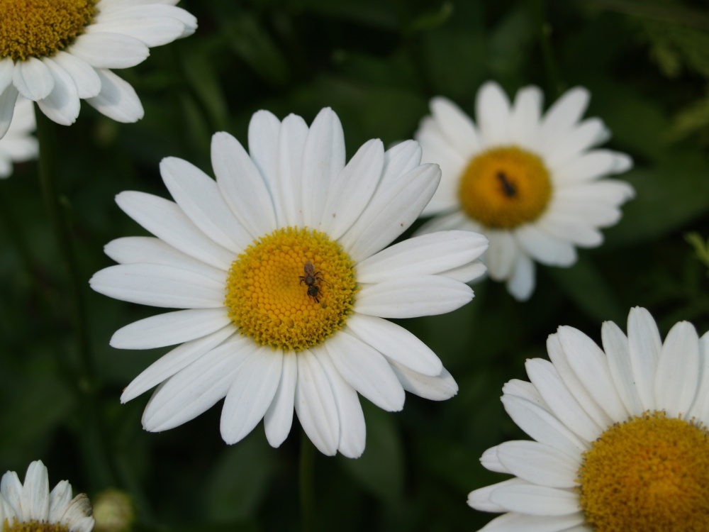 Perennial daisies are simple, even for me