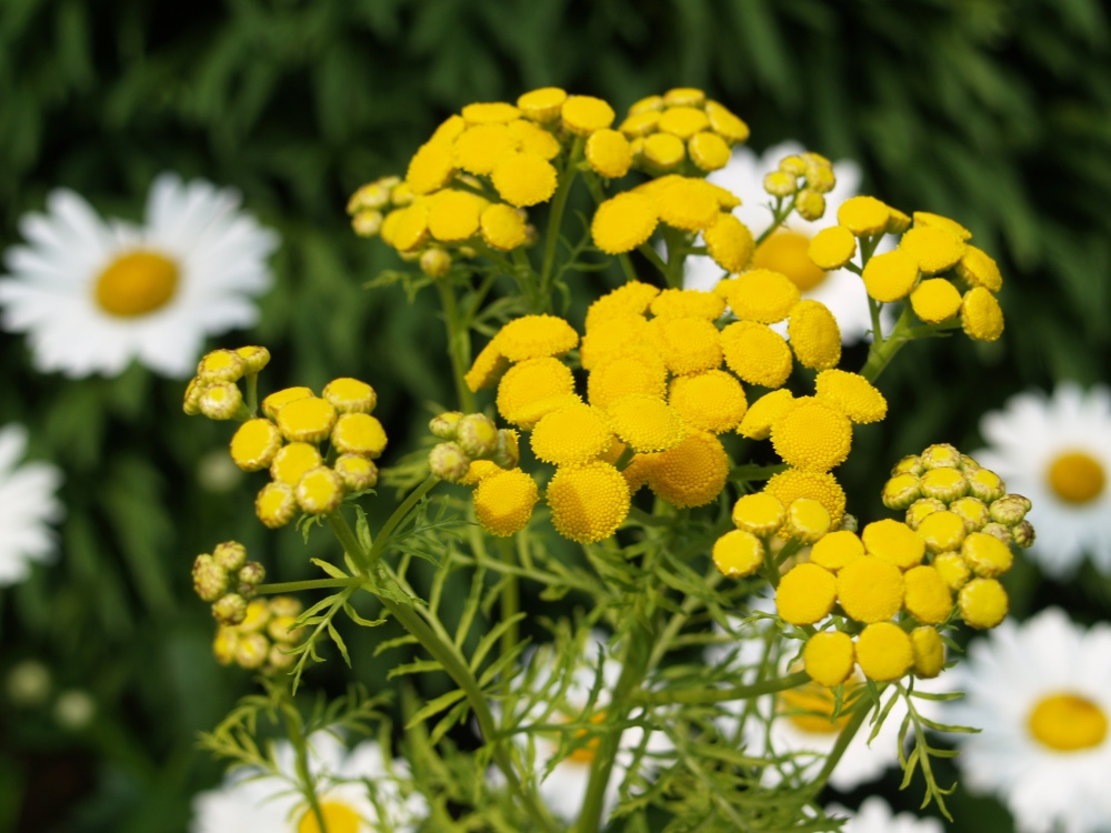 Tansy and daisies in July