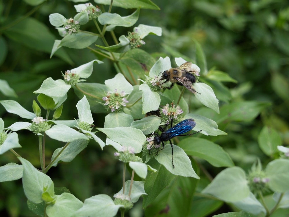 Mountain mint in July