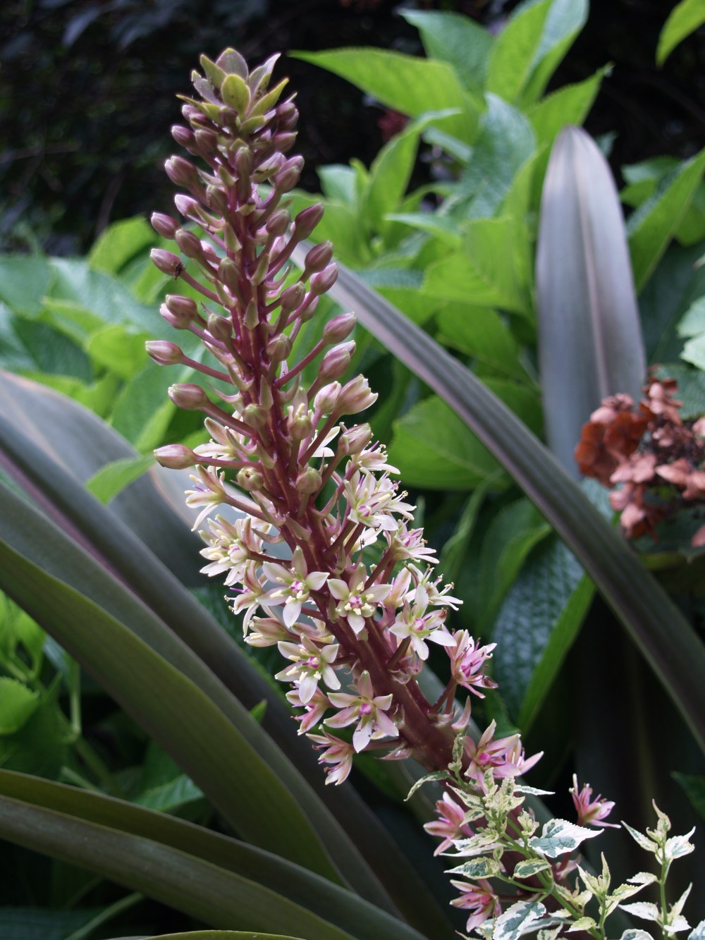 Sparkling Burgundy pineapple lily