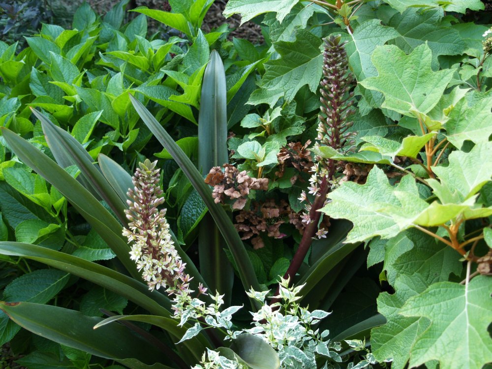 Sparkling Burgundy pineapple lily and Oakleaf hydrangea 