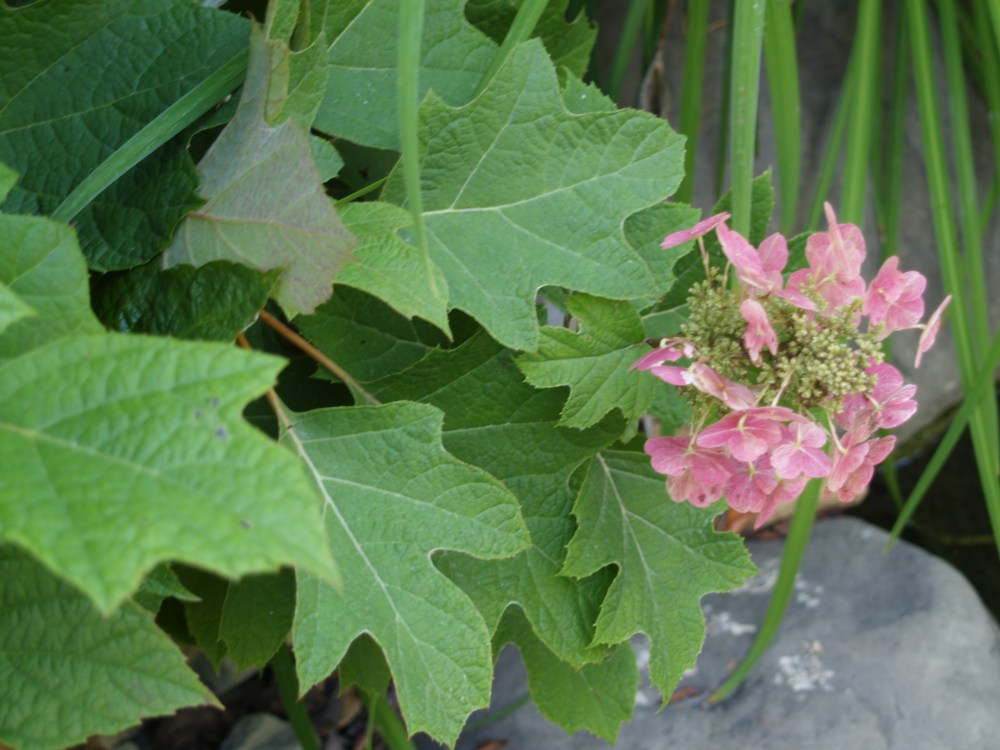 Oakleaf hydrangea in August