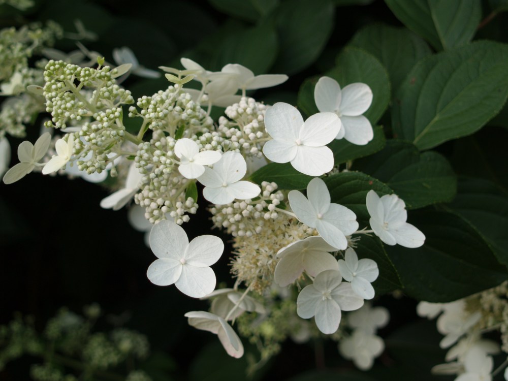 Tardiva hydrangea in August
