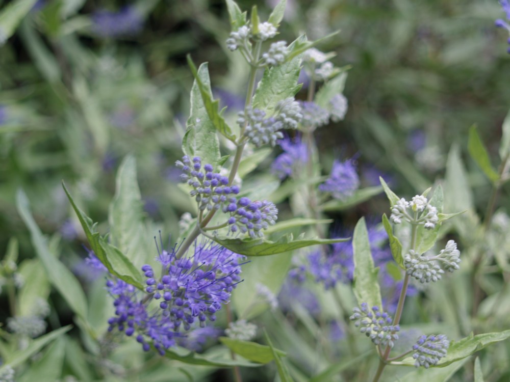 Worcester Gold Blue mist shrub in August