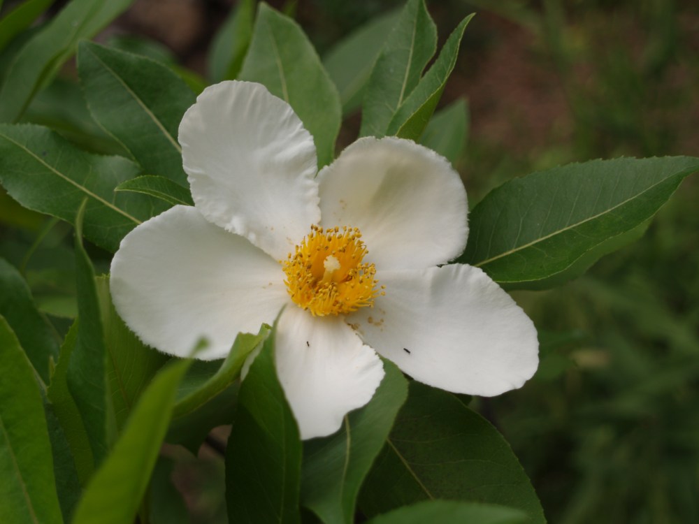 Gordlinia in mid August