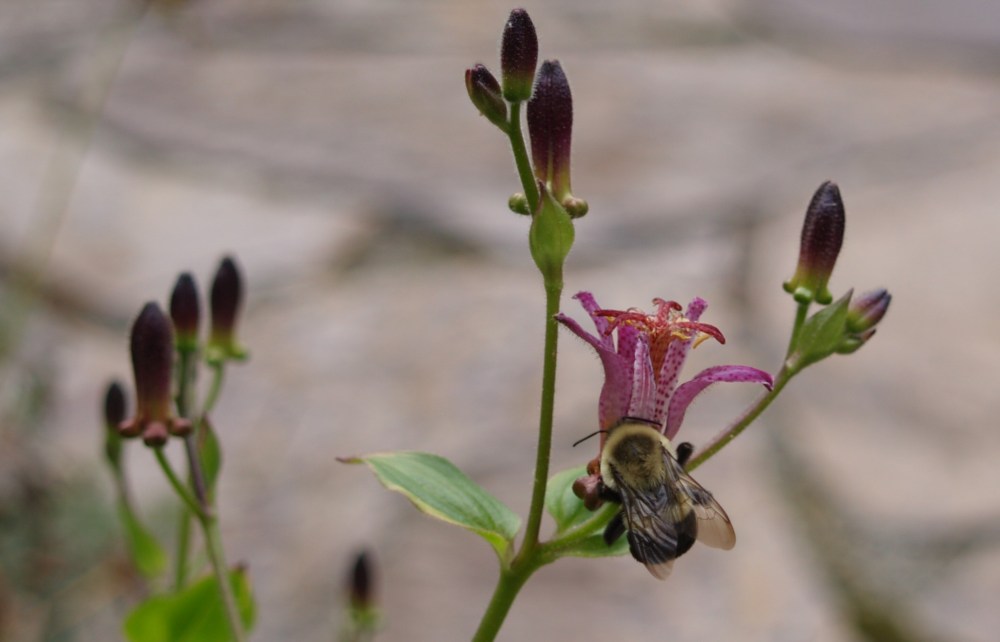Bumblebee on toad lily in August