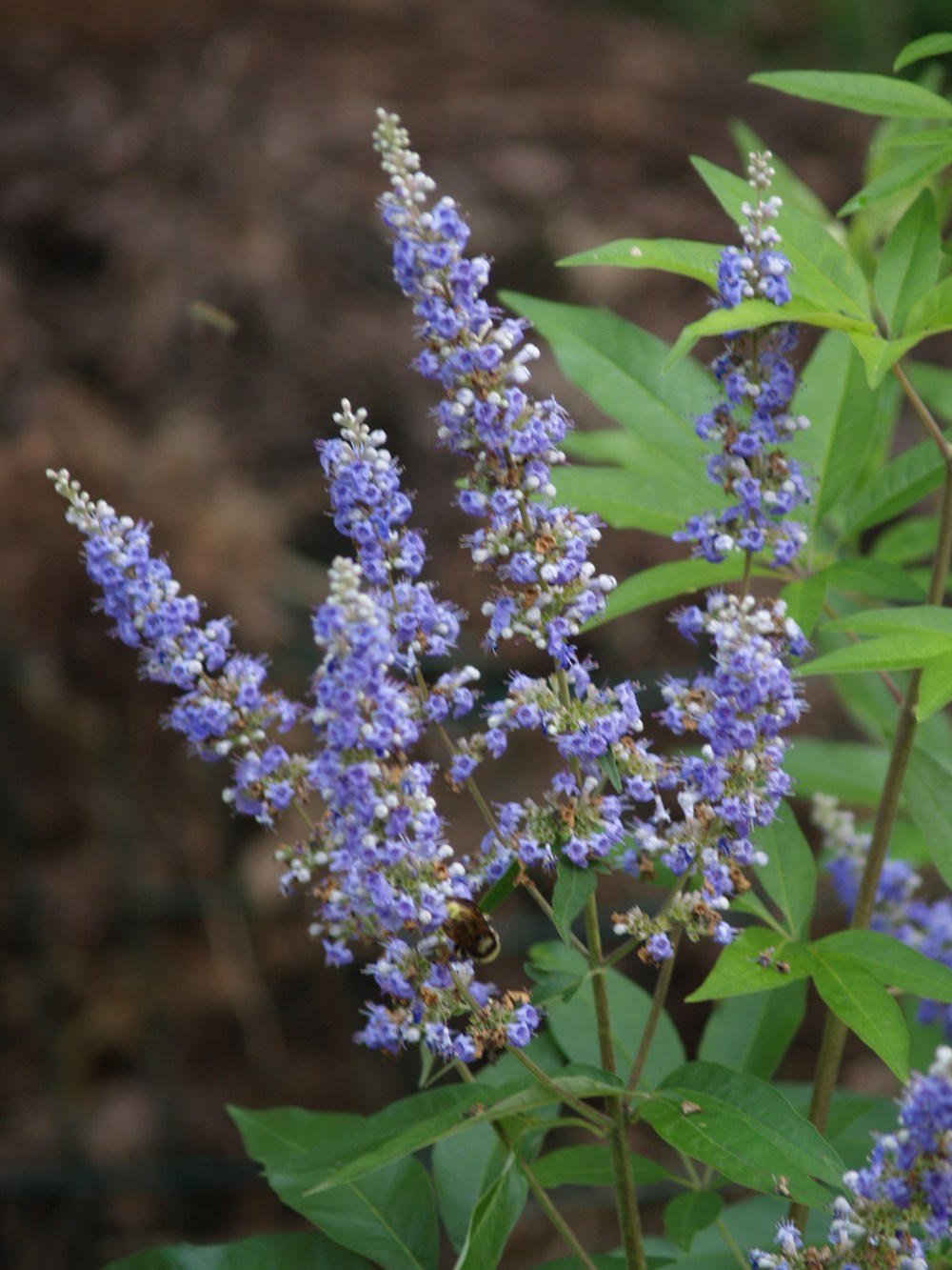 Shoal creek vitex in August
