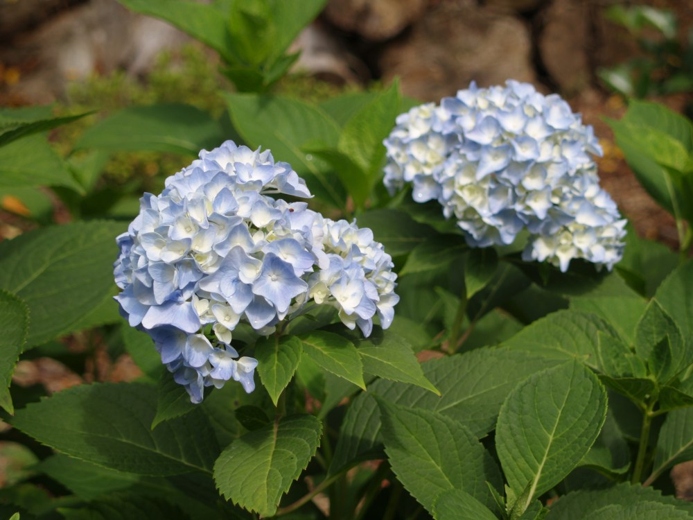 Mophead hydrangea in early September