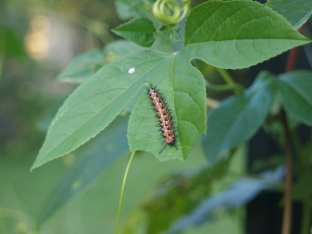 Gulf fritillary butterfly caterpillar on Passionflower vine